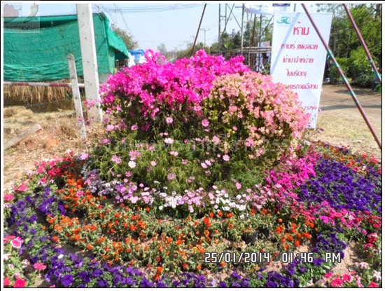 'งานเกษตรภาคอีสาน ขอนแก่น 2557