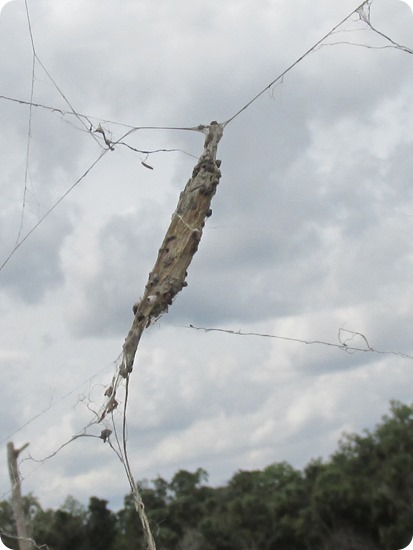 Spider Egg Casing