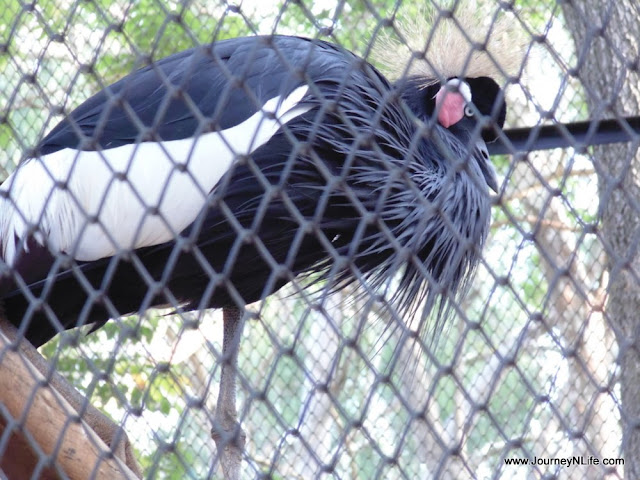 Bannerghatta National Park & Zoo, Bengaluru