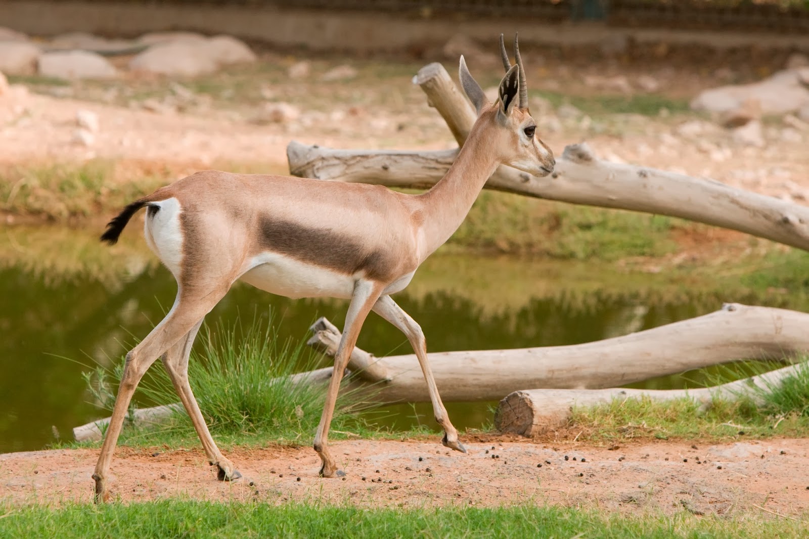 Zoo News Digest: Al Ain Zoo Celebrates Successful Breeding of Speke's Gazelle