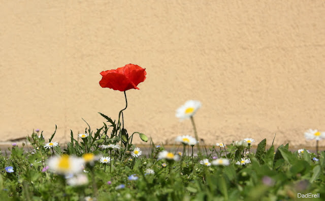 Coquelicot et pâquerettes