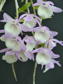 Dendrobium aphyllum