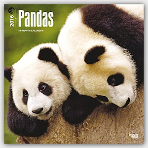 Pandas 2016 - Pandabären - 18-Monatskalender: Original BrownTrout-Kalender [Mehrsprachig] [Kalender] (Wall-Kalender)