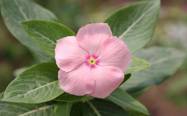 Vinca Flowers Pictures