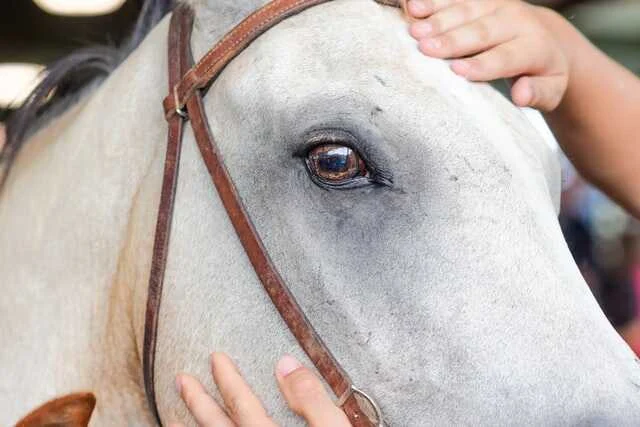 كيف تصبح طبيبا بيطريا للخيول (مع توقعات الوظيفة)