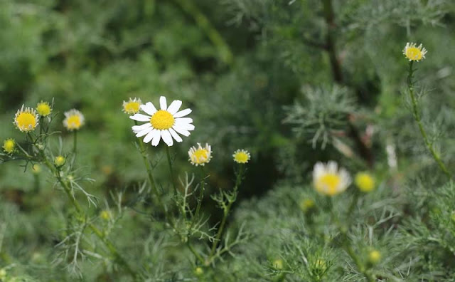 Mayweed Flowers Pictures