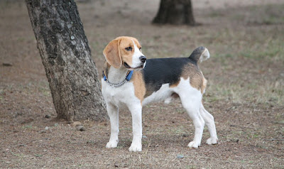  Beagle