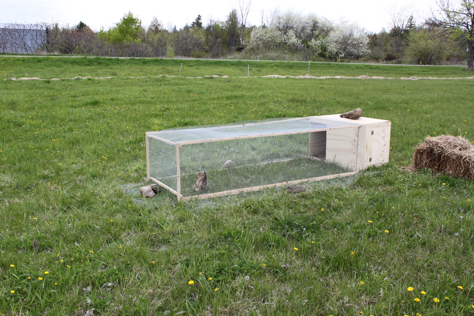 Displaying 18&gt; Images For - Chicken Tractor Plans For 12 Chickens