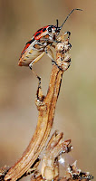  Eurydema ornata (Chinche de las Crucíferas)