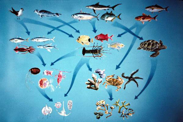 marine food chain examples. marine food chain examples.