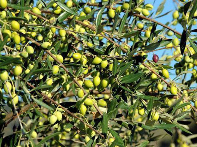 Συνεχίζεται  Δευτέρα η εφαρμογή του φετινού προγράμματος δακοκτονίας στη Μεσσηνία