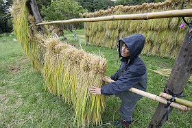 Japanese rice farmer