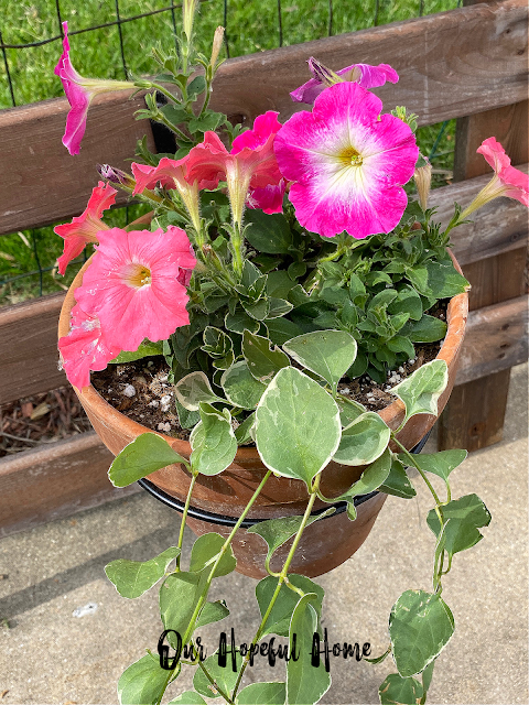 petunias trailing vinca vines