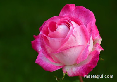 Jenis bunga mawar untuk kado