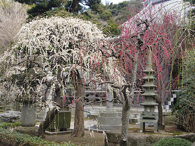 梅・常立寺