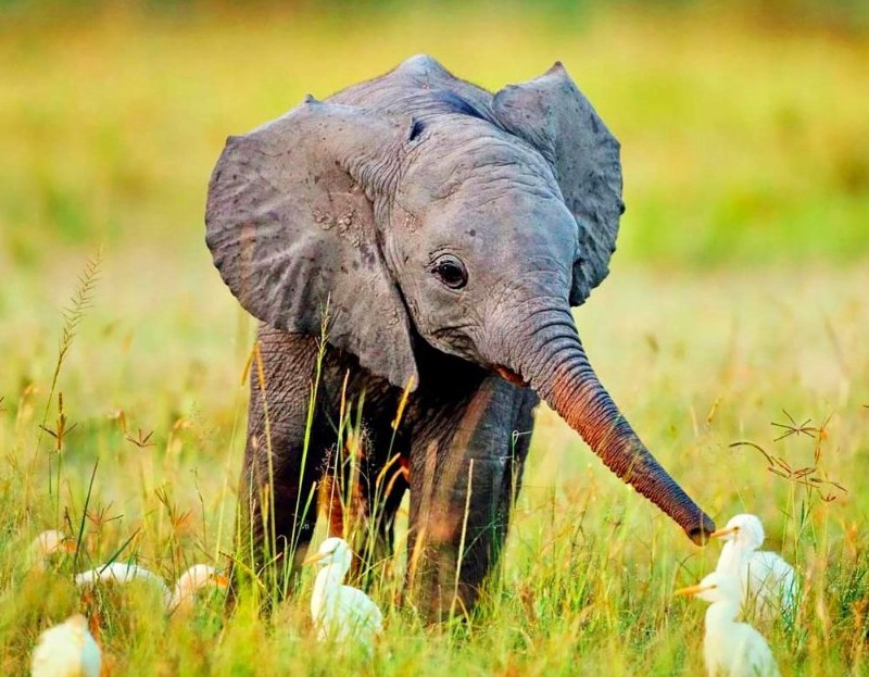  Gambar Gajah Lucu  Banget Menggemaskan Imut gambarcoloring