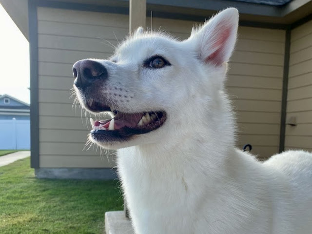 A smiling white dog