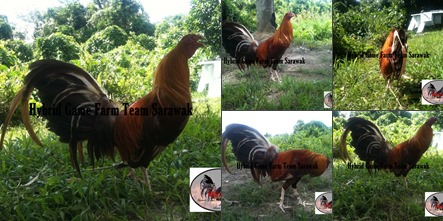 View album