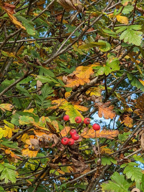 Хедлундия ложнофинская / Рябина ложнофинская (Hedlundia pseudofennica, =Sorbus pseudofennica)