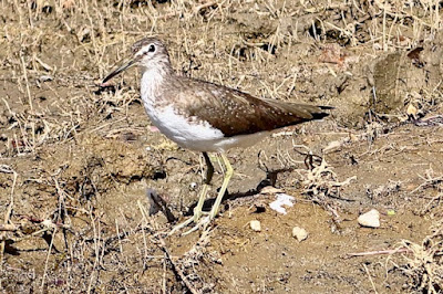 "A Green Sandpiper (Tringa ochropus) is taken in standing still, along the water's edge, displaying its mottled brown plumage and distinguishing greenish-yellow legs. This attractive wading bird has a slim body and a long beak."
