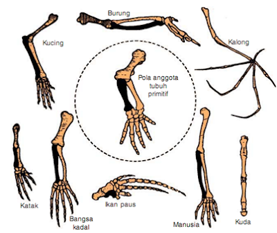 Gambar 20 : Homologi pada lengan dan tungkai depan