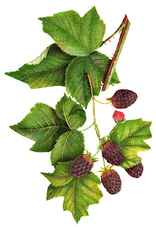 blackberry fruit digital image artwork illustration berry image