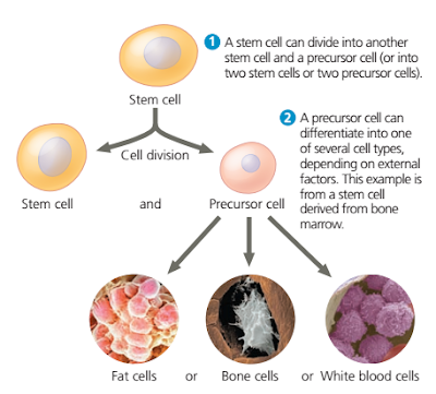 Sel Punca dari embrio (embryonic stem (ES) cells), stem sel, stem cell, sel punca, sel punca adalah, stem cell adalah, stem sel, jenis jenis, sel punca, jenis jenis stem sel, jenis jenis stem cell, perbedaan stem cell / sel punca yang berasal dari embrio dan yang berasal dari organisme dewasa, Pluripotensi adalah, pengertian Pluripotensi, Induced Pluripotent Stem (iPS), Induced Pluripotent Stem (iPS) adalah, cara membuat stem cell,