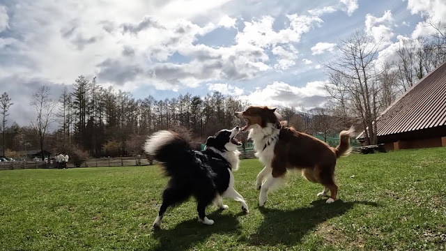 保護犬 ボーダーコリー トーマ ドッグリゾートwoof