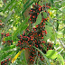 Abrus precatorius