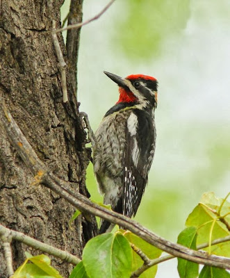 Red naped Sapsucker