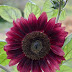 Dark red sunflower 'Black Magic'