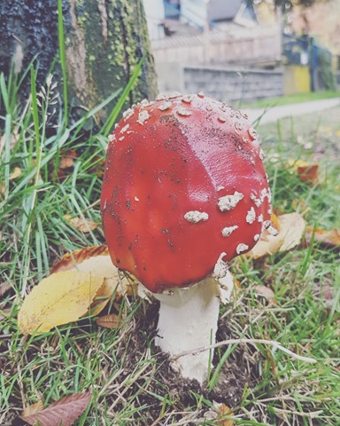 shrooms
