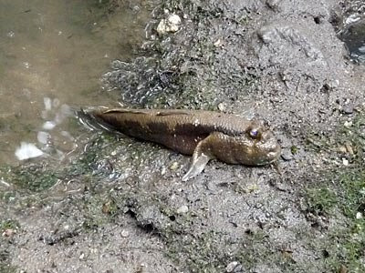 Giant mudskipper (Periophthalmodon schlosseri)