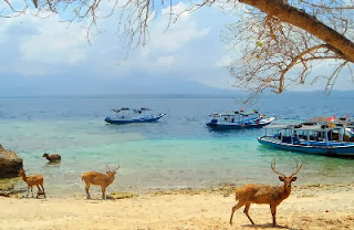 wisata pulau menjangan bali