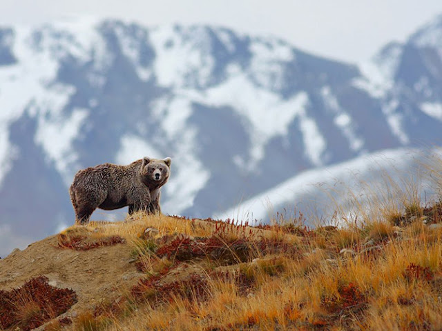 Animales de National Geographic