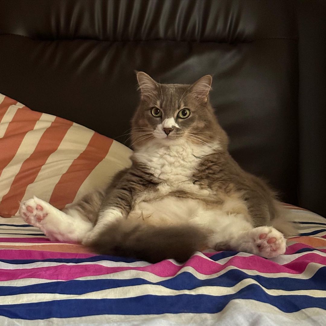A cat sitting like a human in bed