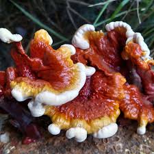 Mushroom Spawn Supplier In Himachal Pradesh | Mushroom Spawn Manufacturer And Supplier In Himachal Pradesh | Where To Find Mushroom Spawn In Himachal Pradesh