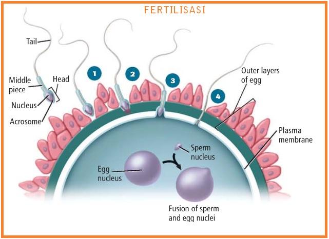 BIOLOGI GONZAGA MENSTRUASI PREGNANSI