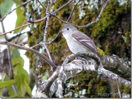 Little Flycatcher