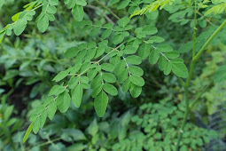 Fakta Kelor Alias Moringa Oleifera