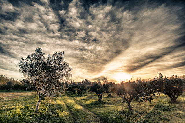 Agriturismo il Giglio a Massama