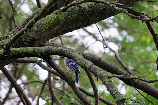 Blue Jay in Rosetta McLean Gardens