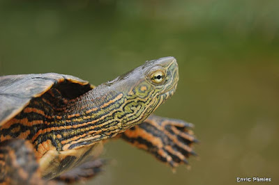 Cabeza de Mauremys leprosa