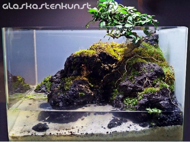 Jenis Bonsai untuk Paludarium