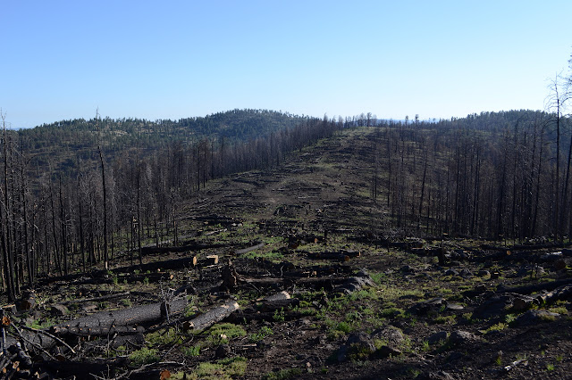 more clearing of trees