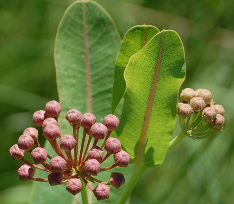 Sullivant's Milkweed