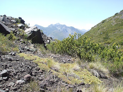 Espina blanca (Maihuenia poeppigii)