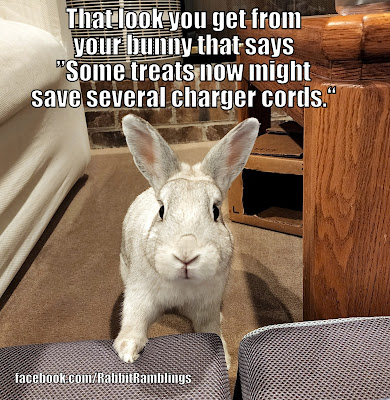 Rabbit Ramblings: RR Funny Bunny Memes
