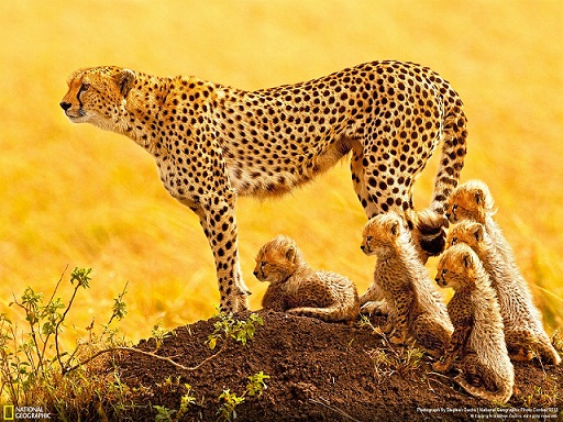 مجموعة من أجمل صور و خلفيات ناشونال جيوجرافيك National Geographic Wallpapers 2012