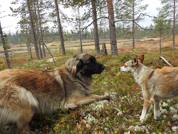 leonberger lundehund